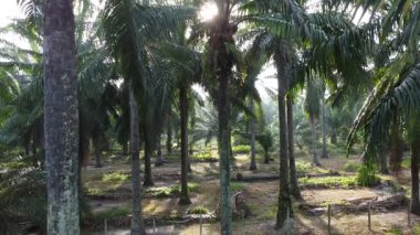 aerial landscape of the overgrown vegetation at the plantation sunny morning scene. 
