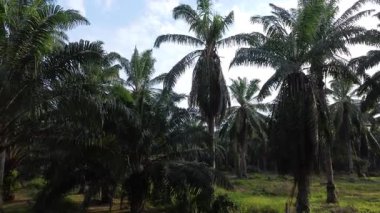 aerial landscape of the overgrown vegetation at the plantation sunny morning scene. 