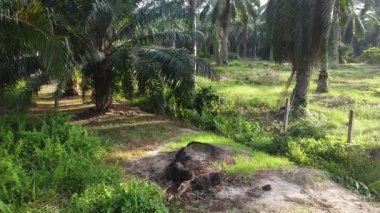 aerial landscape of the overgrown vegetation at the plantation sunny morning scene. 
