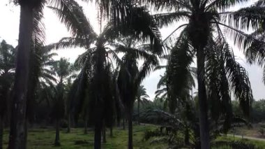 aerial landscape of the overgrown vegetation at the plantation sunny morning scene. 