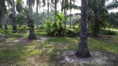aerial landscape of the overgrown vegetation at the plantation sunny morning scene. 