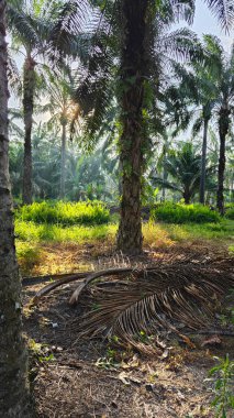 Sabah güneşinden gelen parlak güneş uzak çiftlikteki yaprak yapraklı eğreltiotu etrafında ışıldıyor.. 