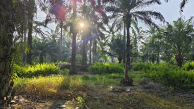 Sabah güneşinden gelen parlak güneş uzak çiftlikteki yaprak yapraklı eğreltiotu etrafında ışıldıyor.. 