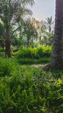 Sabah güneşinden gelen parlak güneş uzak çiftlikteki yaprak yapraklı eğreltiotu etrafında ışıldıyor.. 