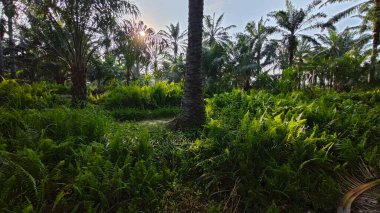 Sabah güneşinden gelen parlak güneş uzak çiftlikteki yaprak yapraklı eğreltiotu etrafında ışıldıyor.. 