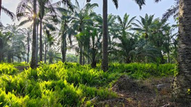 Sabah güneşinden gelen parlak güneş uzak çiftlikteki yaprak yapraklı eğreltiotu etrafında ışıldıyor.. 