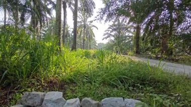 Basit kırsal kanal sulama ve drenaj sistemi. Palmiye yağı tarlalarında taş yığını var.. 