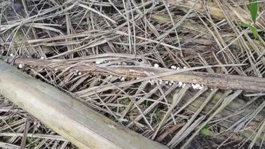Ölü ormandan filizlenen vahşi türler bitki mantarları.. 