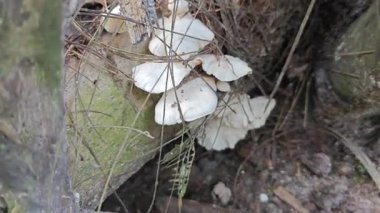 Ölü ormandan filizlenen vahşi türler bitki mantarları.. 