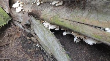 Ölü ormandan filizlenen vahşi türler bitki mantarları.. 