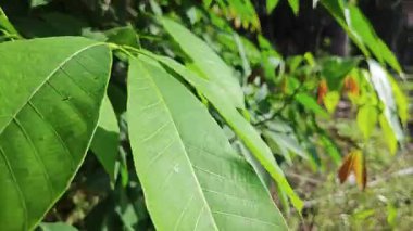 Taze, yeşil, kauçuk yaprak filizleri..