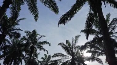 Sabah güneşinden gelen parlak güneş uzak çiftlikteki yaprak yapraklı eğreltiotu etrafında ışıldıyor.. 