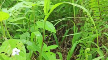 Sabah güneşinden gelen parlak güneş uzak çiftlikteki yaprak yapraklı eğreltiotu etrafında ışıldıyor.. 