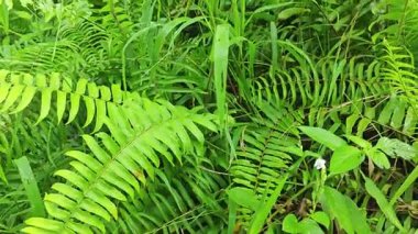 Sabah güneşinden gelen parlak güneş uzak çiftlikteki yaprak yapraklı eğreltiotu etrafında ışıldıyor.. 