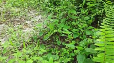 Sabah güneşinden gelen parlak güneş uzak çiftlikteki yaprak yapraklı eğreltiotu etrafında ışıldıyor.. 