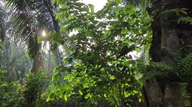 Sabah güneşinden gelen parlak güneş uzak çiftlikteki yaprak yapraklı eğreltiotu etrafında ışıldıyor.. 