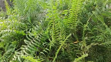 Sabah güneşinden gelen parlak güneş uzak çiftlikteki yaprak yapraklı eğreltiotu etrafında ışıldıyor.. 