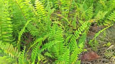 Sabah güneşinden gelen parlak güneş uzak çiftlikteki yaprak yapraklı eğreltiotu etrafında ışıldıyor.. 