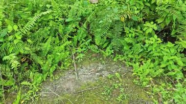 Sabah güneşinden gelen parlak güneş uzak çiftlikteki yaprak yapraklı eğreltiotu etrafında ışıldıyor.. 