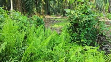 Sabah güneşinden gelen parlak güneş uzak çiftlikteki yaprak yapraklı eğreltiotu etrafında ışıldıyor.. 