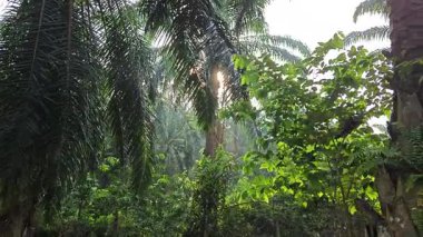 Sabah güneşinden gelen parlak güneş uzak çiftlikteki yaprak yapraklı eğreltiotu etrafında ışıldıyor.. 