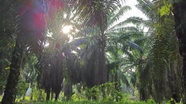 Sabah güneşinden gelen parlak güneş uzak çiftlikteki yaprak yapraklı eğreltiotu etrafında ışıldıyor.. 