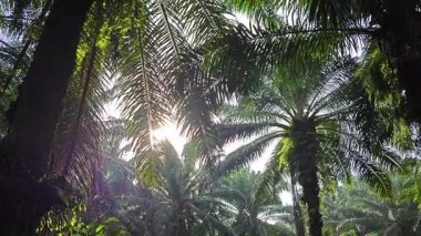 Sabah güneşinden gelen parlak güneş uzak çiftlikteki yaprak yapraklı eğreltiotu etrafında ışıldıyor.. 