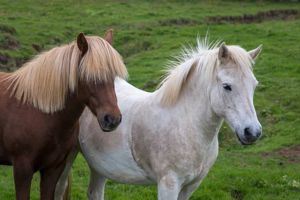 Portrait of two horses white and brown — Stock Photo, Image