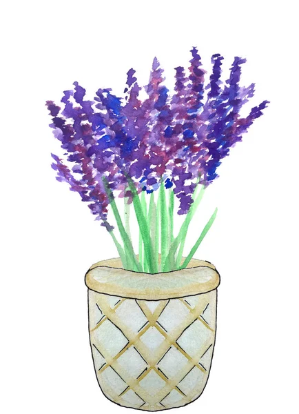 Lavanda en una canasta. ilustración de acuarela para el diseño —  Fotos de Stock