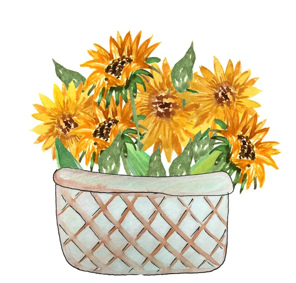 Bukiet słoneczników w koszyku. ilustracja akwarela dla projektowania — Zdjęcie stockowe