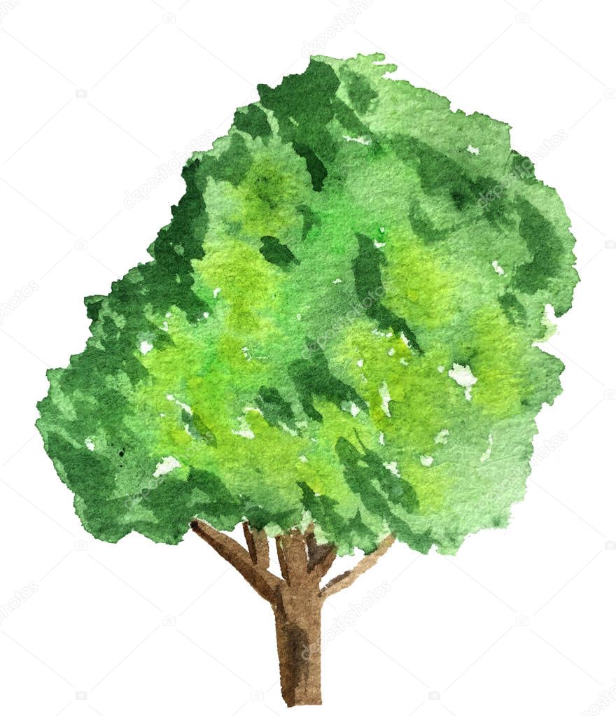 Watercolor tree on a white background. raster illustration for design