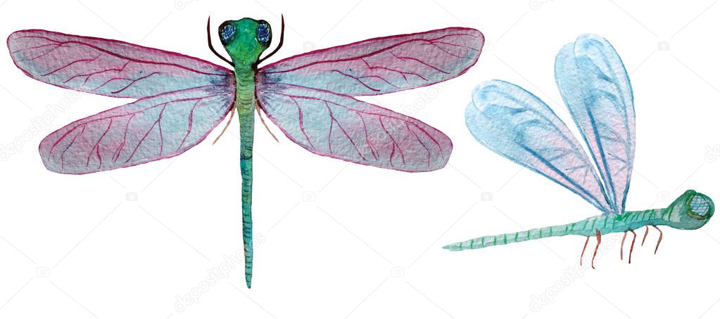 set of two dragonflies on a white background. watercolor illustration for design