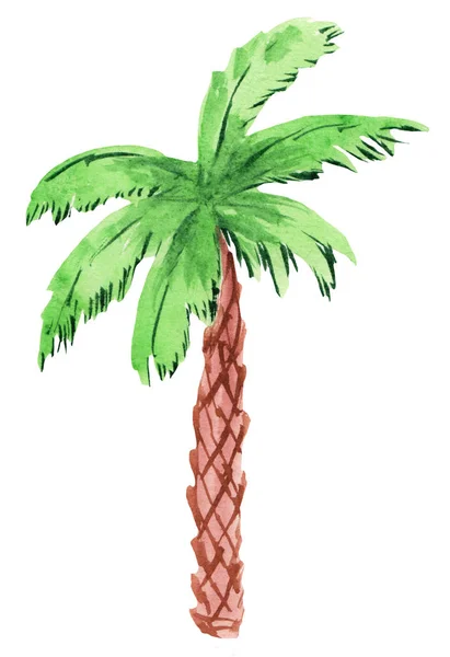 Watercolor old palm tree. beach summer plant for prints, posters, textiles — Stock Photo, Image