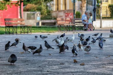 Larissa, Yunanistan'da bir meydanda güvercin sürüsü