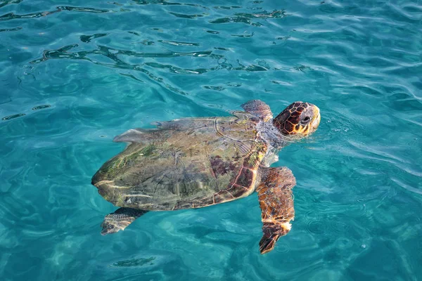 Caretta Caretta Turtle Zakynthos Grécia Perto Praia Laganas Emerge Para — Fotografia de Stock