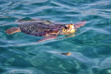 Caretta Caretta Kaplumbağa Zakynthos, Yunanistan, Laganas plaj yakınında, bir nefes almak için ortaya çıkar