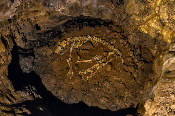 Paleontological remains of a cave bear, former inhabitant, in the Caves of Bara -Baraeve pilj, near the village of Nova Krlja