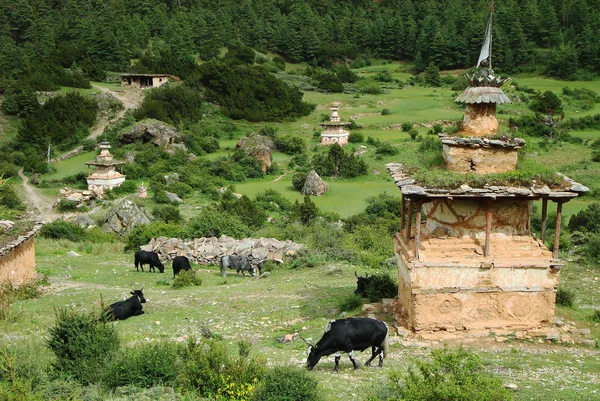 Green valley in the Himalayas in a remote area of Western Nepal with ancient stupas overgrown with grass and a herd of cows in General.