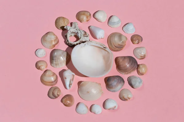 从粉红色背景上孤立的贝壳的创造性构图 — 图库照片
