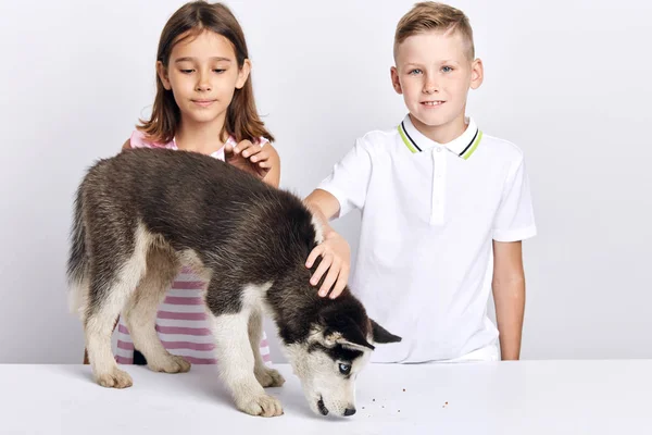 Irmã e irmão dando biscoitos a um cão — Fotografia de Stock