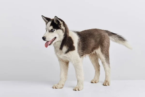 Bello huski cane prendere parte a il exebition — Foto Stock