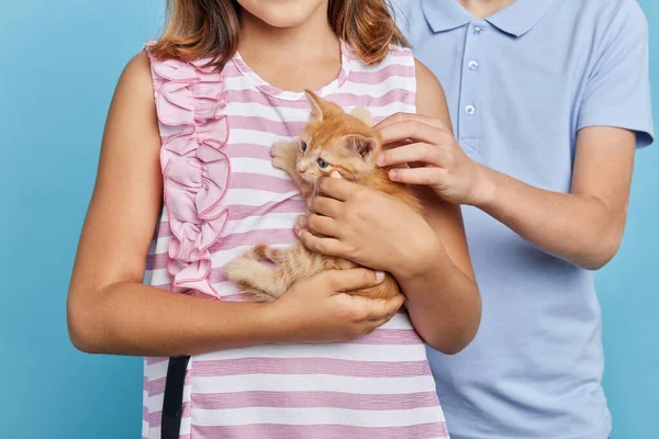 Crianças holdig um gato de gengibre em mãos, abraçando-o — Fotografia de Stock