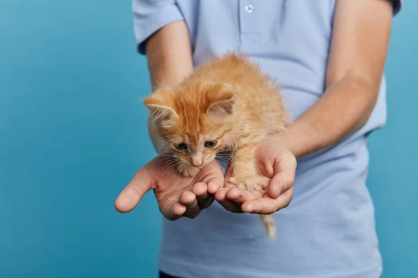 Barnens arm håller en herrelös stackars kattunge — Stockfoto