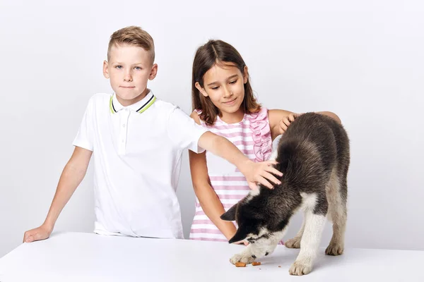 Crianças agradáveis alimentando seu animal de estimação — Fotografia de Stock