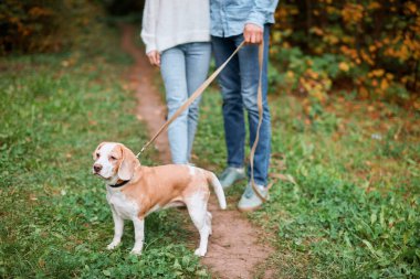 Güzel köpek sahipleri tarafından gezdiriliyor.