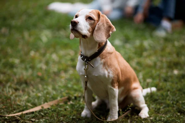 Cão inteligente à espera de seus proprietários comando — Fotografia de Stock