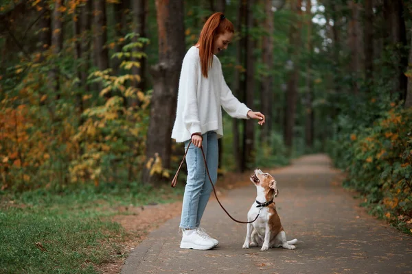 Jovem mulher gengibre domesticando seu animal de estimação executar algumas tarefas — Fotografia de Stock