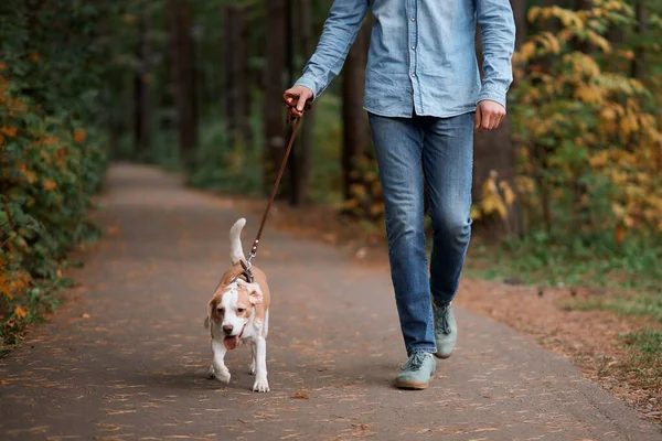 Jovem caminhando com seu adorável animal de estimação — Fotografia de Stock