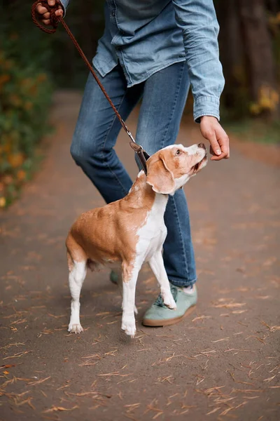 young man playing with his dog in the park