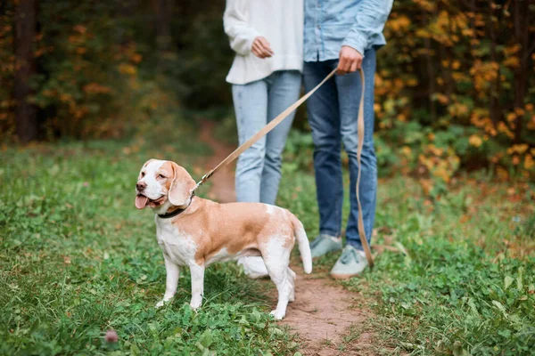 Soort leuke hond kijken naar de afstand, familie op de achtergrond van de foto — Stockfoto